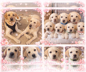 Labrador Retriever Puppy for sale in YELM, WA, USA