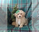Small Photo #1 Maltipoo Puppy For Sale in OXFORD, PA, USA