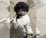 Small Poodle (Miniature) Mix