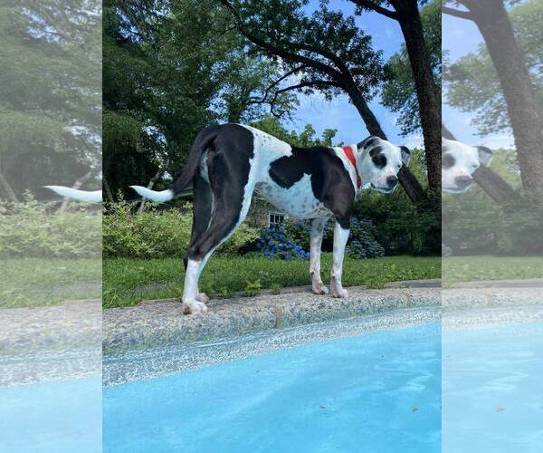Medium Photo #2 American Pit Bull Terrier-Unknown Mix Puppy For Sale in Catasauqua, PA, USA