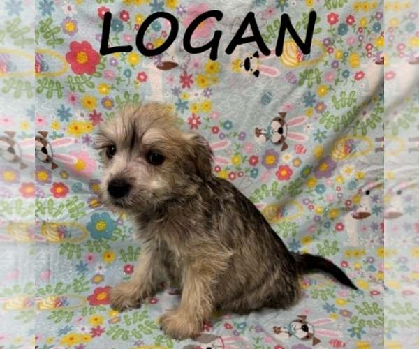 Medium Photo #3 Schnoodle (Miniature) Puppy For Sale in HARTLAND, MN, USA