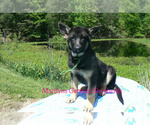 Small #1 German Shepherd Dog