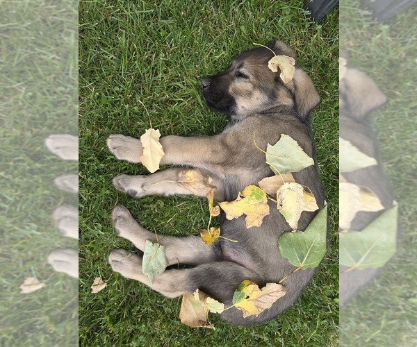 Medium Photo #7 Caucasian Shepherd Dog-Irish Wolfhound Mix Puppy For Sale in BEND, OR, USA