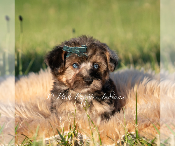 Medium Photo #68 Maltipoo (Miniature) Puppy For Sale in WARSAW, IN, USA