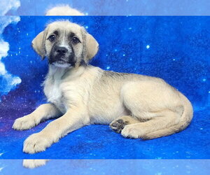 Labrador Retriever-Unknown Mix Dogs for adoption in Wetumpka, AL, USA