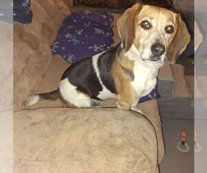 Beagle Dogs for adoption in Coldwater, MI, USA