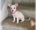 Small #4 Chihuahua Mix