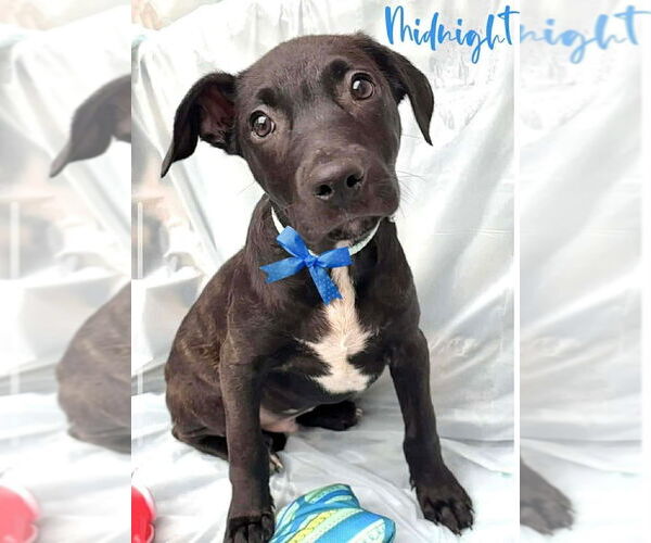 Medium Photo #1 American Staffordshire Terrier-Unknown Mix Puppy For Sale in Wenonah, NJ, USA