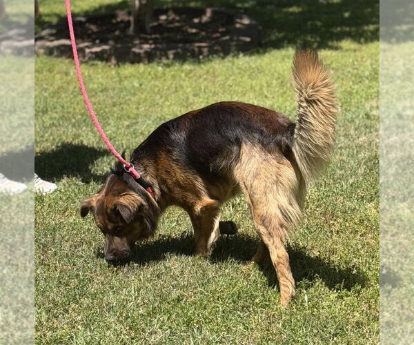 Medium Photo #3 German Shepherd Dog Puppy For Sale in Yardley, PA, USA