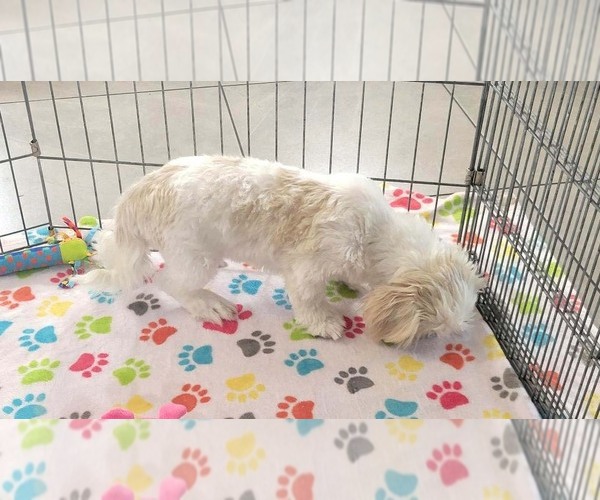 Medium Photo #14 Shih Tzu Puppy For Sale in ORO VALLEY, AZ, USA
