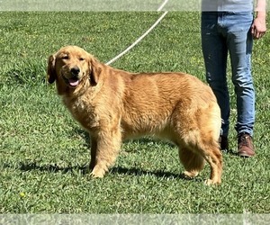 Mother of the Golden Retriever puppies born on 01/24/2026