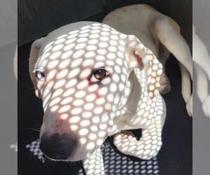 American Staffordshire Terrier-Unknown Mix Dogs for adoption in San Antonio, TX, USA