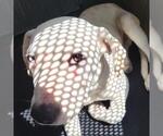 Small American Staffordshire Terrier Mix