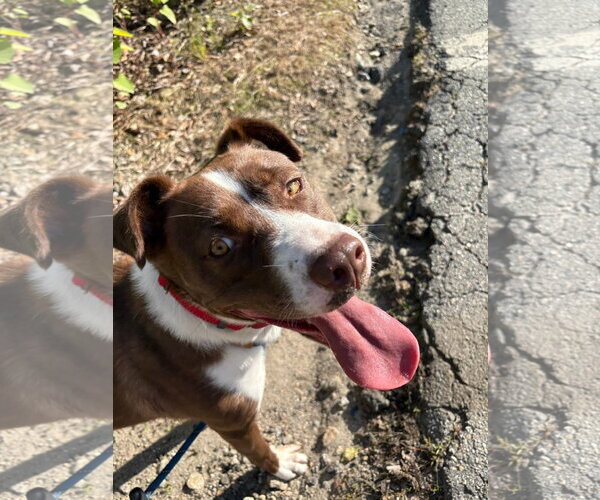 Medium Photo #5 Mutt Puppy For Sale in NEWPORT NH, NH, USA