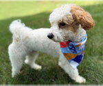 Small #2 Poodle (Toy)
