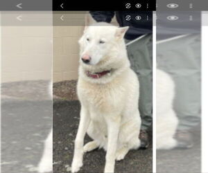 German Shepherd Dog-Huskies Mix Dogs for adoption in Winston Salem, NC, USA