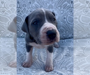 Great Dane Puppy for sale in MARSHVILLE, NC, USA