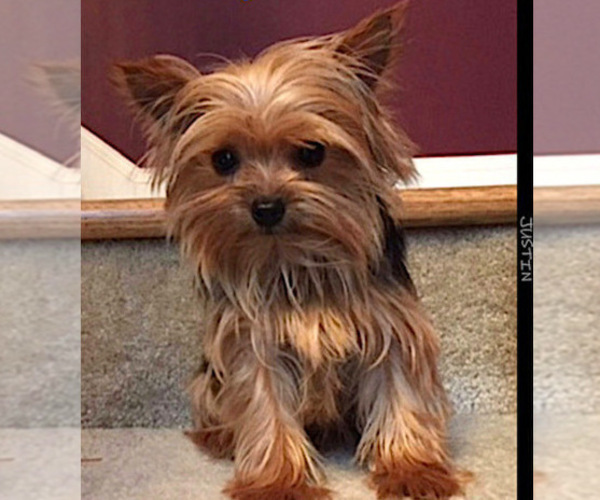 Full screen Photo #1 Yorkshire Terrier Puppy For Sale in MARIETTA, GA, USA