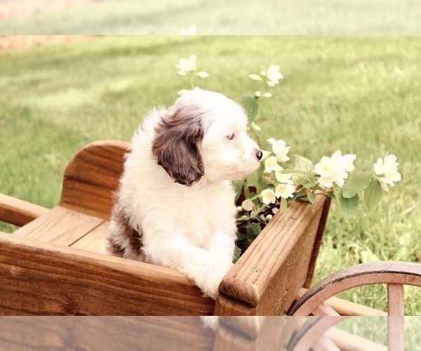 Medium Photo #6 Cavapoo Puppy For Sale in WEST SALEM, OH, USA