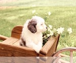 Small #5 Cavapoo