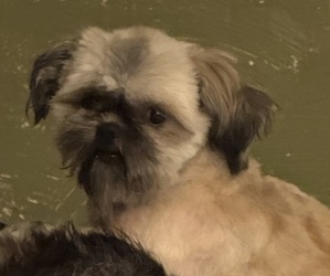 Father of the Mal-Shi puppies born on 11/04/2025