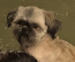 Small Photo #1 Mal-Shi Puppy For Sale in INDIANA, PA, USA