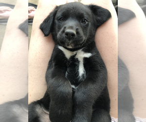 Borador Puppy for sale in SPRINGDALE, AR, USA