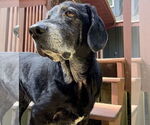 Small #5 Basset Hound-Labrador Retriever Mix