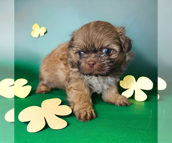 Medium Photo #1 Shih Tzu Puppy For Sale in CLAXTON, GA, USA