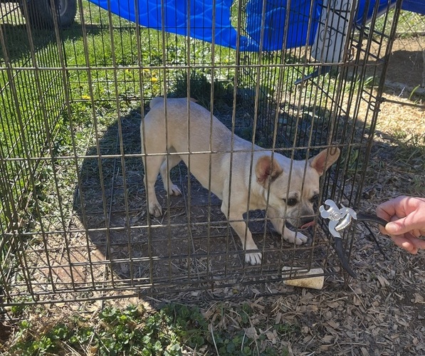 Medium Photo #25 French Bullhuahua Puppy For Sale in SPRAGGS, PA, USA