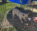 Small #24 French Bullhuahua