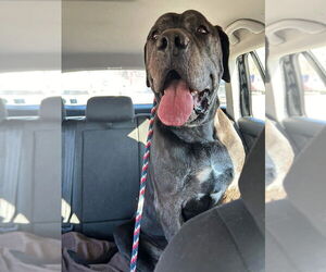 Mastiff-Unknown Mix Dogs for adoption in Minneapolis, MN, USA