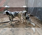 Small Photo #14 Dalmatian Puppy For Sale in DUVALL, WA, USA