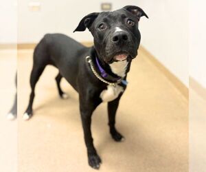 Mutt Dogs for adoption in Aurora, CO, USA