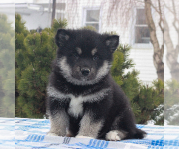 View Ad: Alaskan Malamute Puppy for Sale near Pennsylvania ...