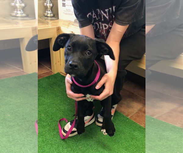 Medium Photo #1 Boxer-Unknown Mix Puppy For Sale in Amarillo, TX, USA