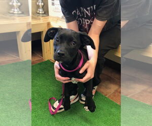 Boxer-Unknown Mix Dogs for adoption in Amarillo, TX, USA
