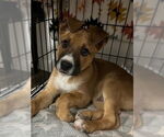 Small #1 Boxer Mix