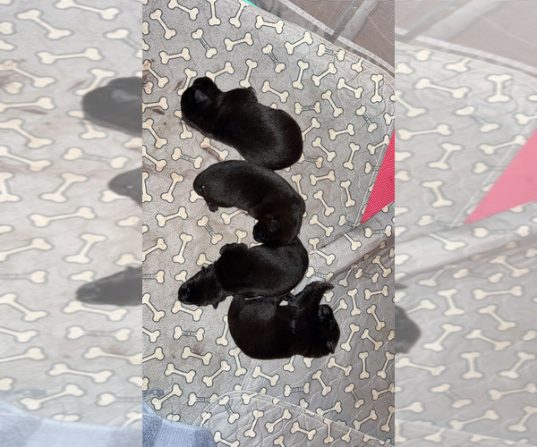 Medium Photo #2 German Shepherd Dog Puppy For Sale in HAMILTON, VA, USA