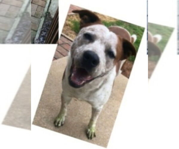 Medium Photo #11 Boxer-Brittany Mix Puppy For Sale in Winston Salem, NC, USA