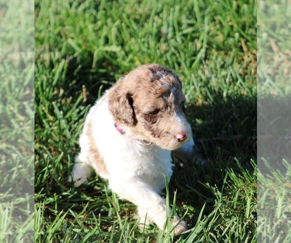 Medium Photo #56 Goldendoodle Puppy For Sale in HOWARD CITY, MI, USA