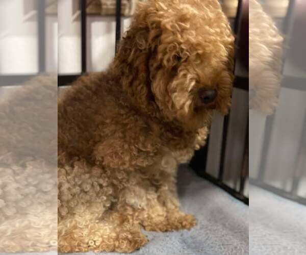 Medium Photo #1 Poodle (Miniature) Puppy For Sale in Lewistown, PA, USA