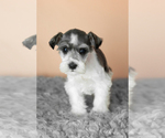 Small #3 Schnauzer (Miniature)