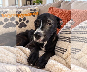 Wynona - Female Bullboxer Pit Dog for Adoption - Photo #2