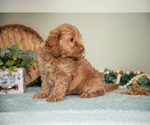 Small #4 Goldendoodle (Miniature)