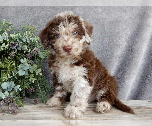 Medium Photo #5 Miniature Labradoodle Puppy For Sale in MILLERSBURG, OH, USA