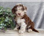 Small #4 Miniature Labradoodle