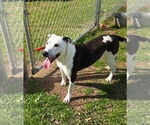 Small #4 American Pit Bull Terrier Mix