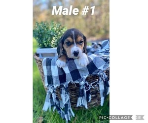 Beagle Puppy for sale in BRYCEVILLE, FL, USA