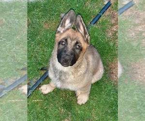 Malinois Puppy for sale in ORCHARDS, WA, USA